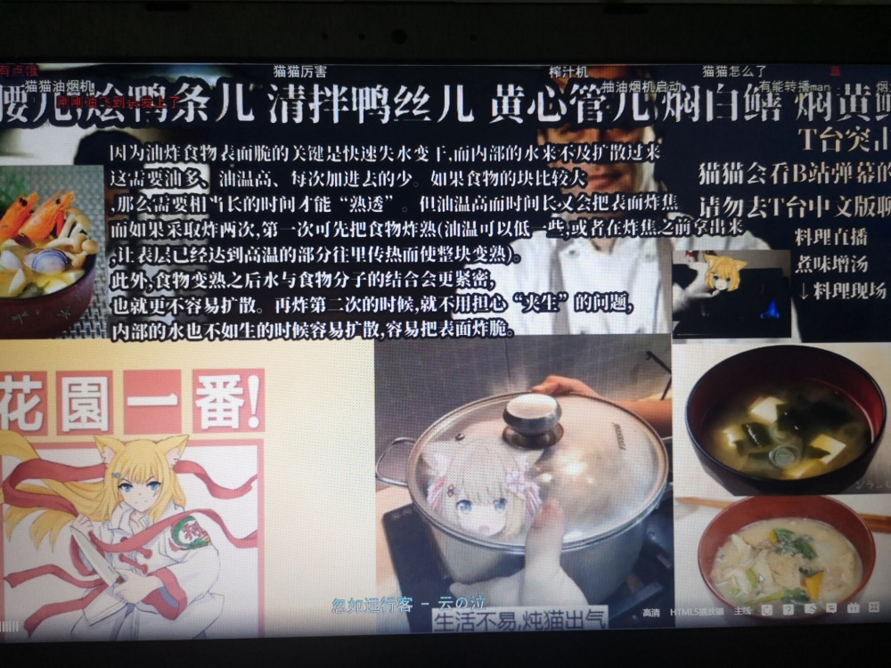 猫猫