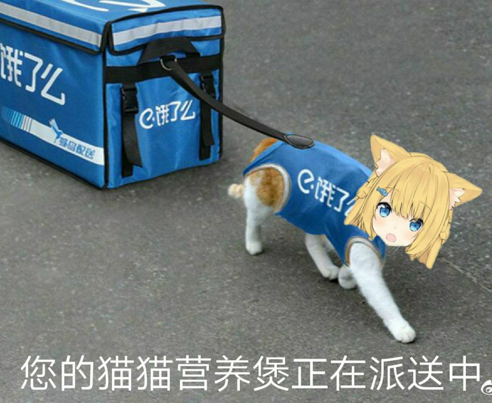 是猫猫