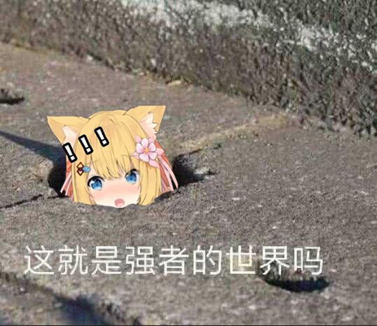 猫猫的表情包