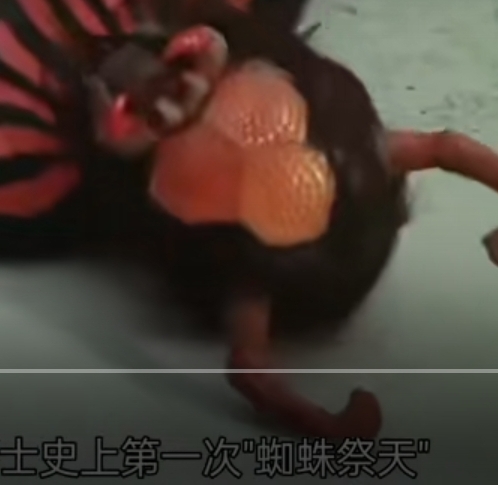 袭击现场的修卡怪人2