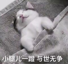 不咕咕的猫猫是这样的