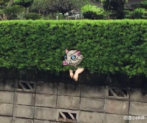 草里钻出一只猪