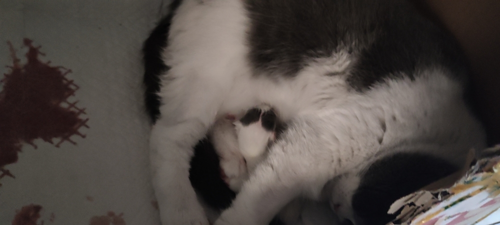 母爱泛滥的猫猫