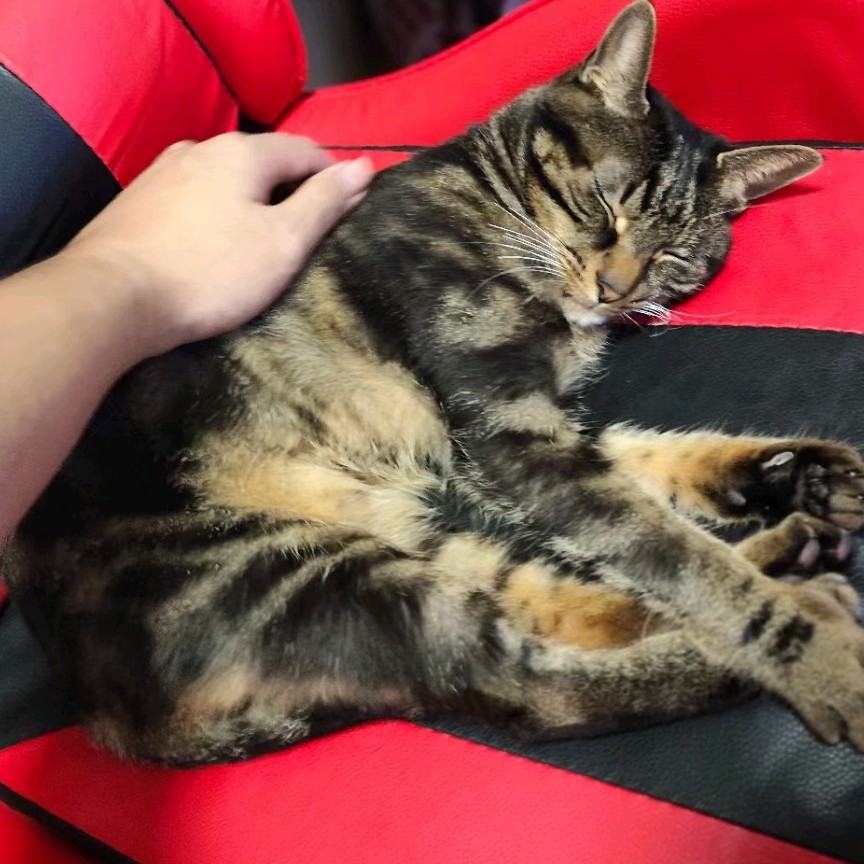 猫猫