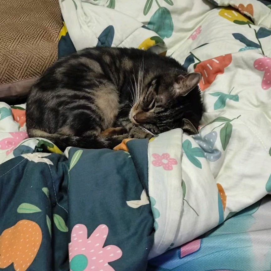 猫猫睡觉觉。
