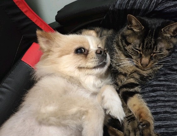 狗狗旺财