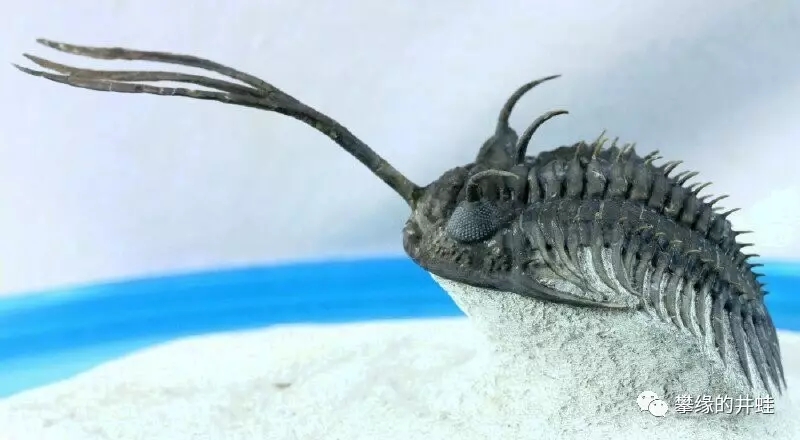 一种眼镜虫的侧视