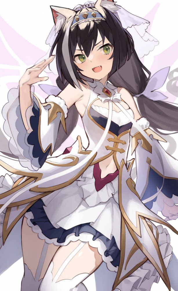 公猫