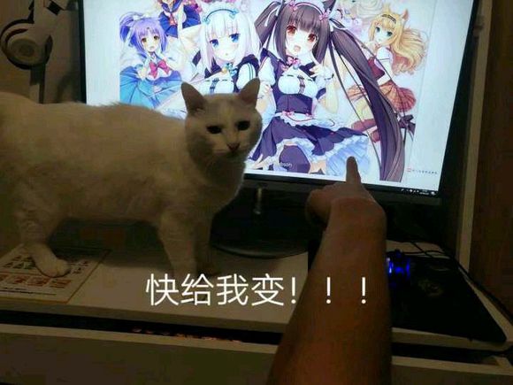 艹猫一连