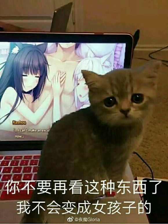 艹猫三连