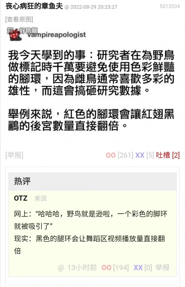 野鸟竟是我自己