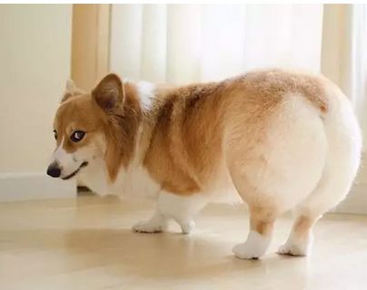柯基