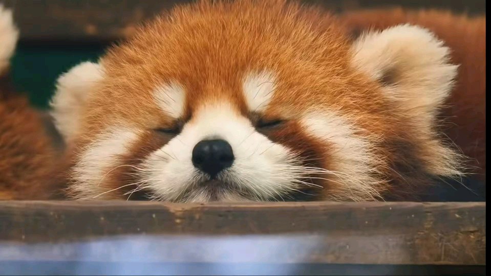 琥珀本体