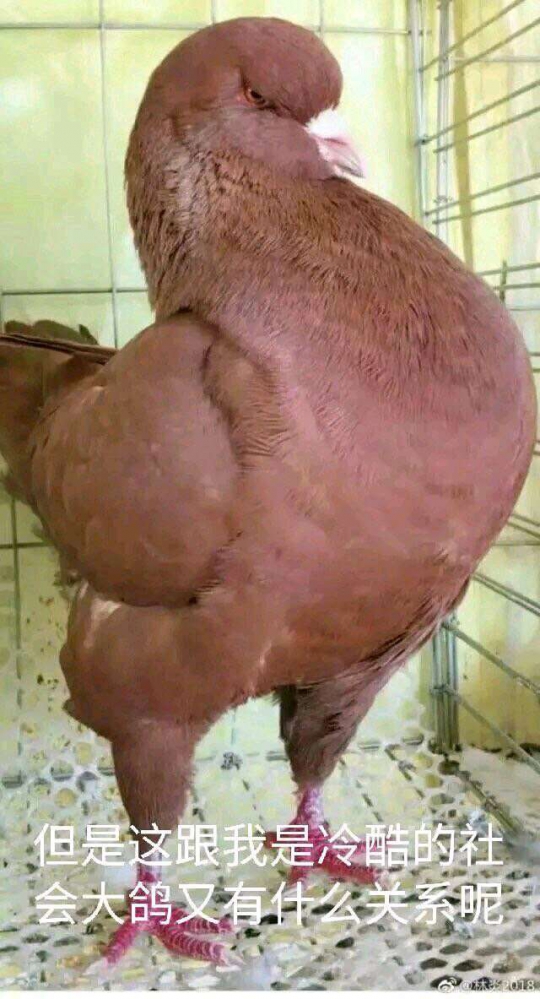 咕咕咕！