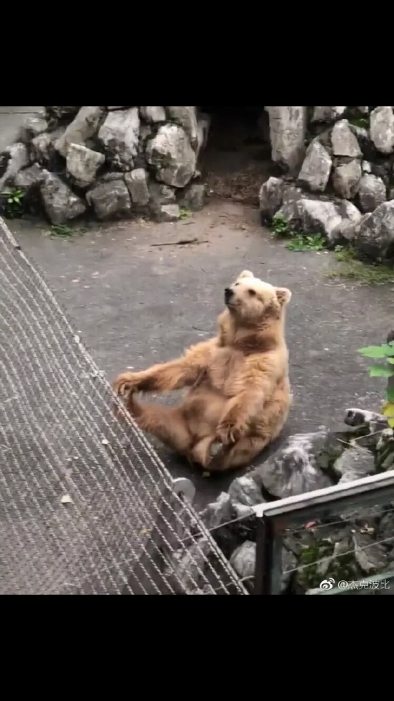 王银裆