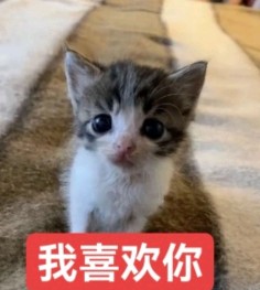 我喜欢你