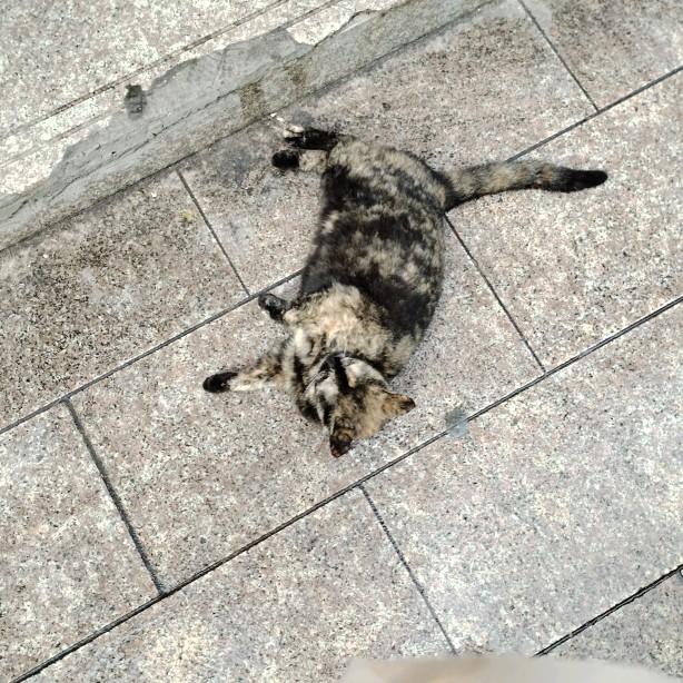 学校附近的毫猫