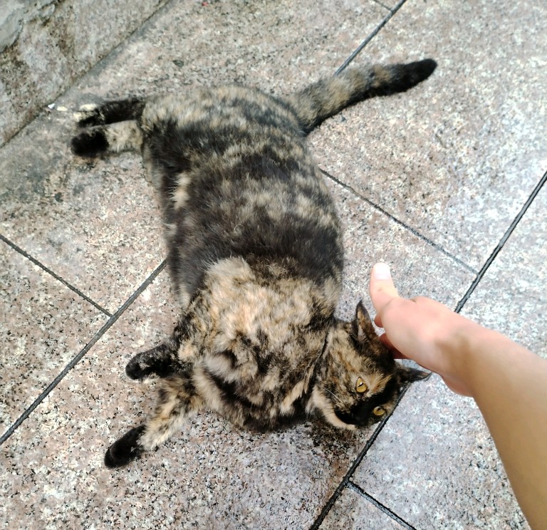 毫肥猫