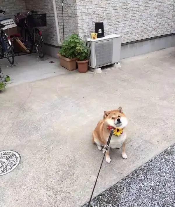 狗狗