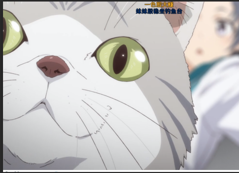 赠送的猫图