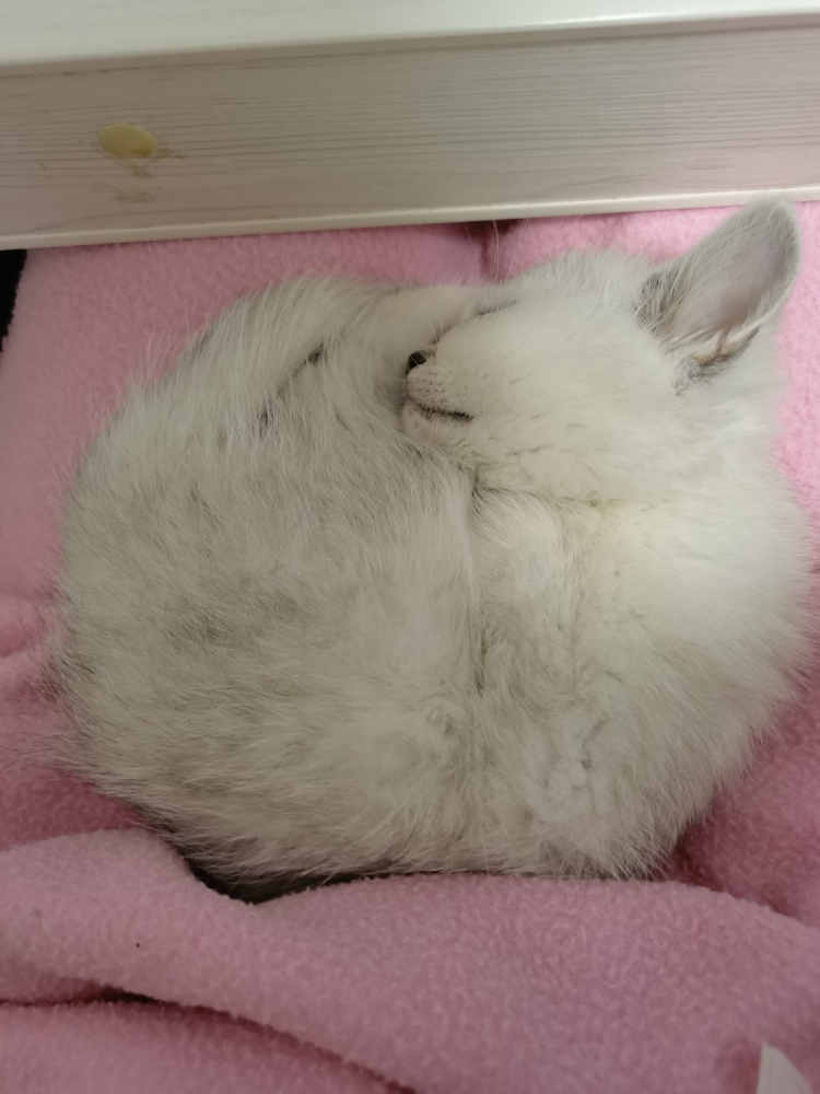 这是我的猫