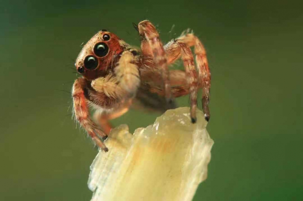 歪脑袋的蜘蛛（样图）