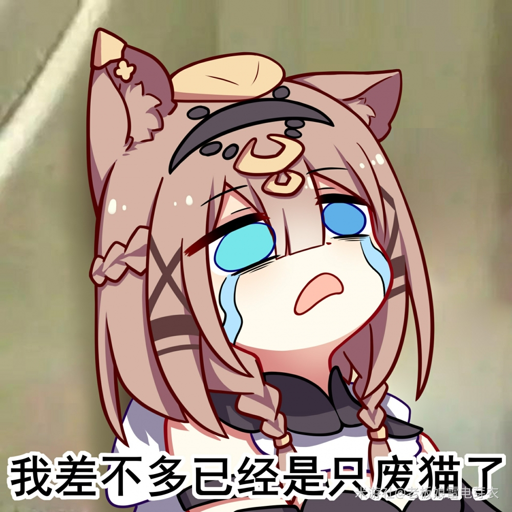 猫猫
