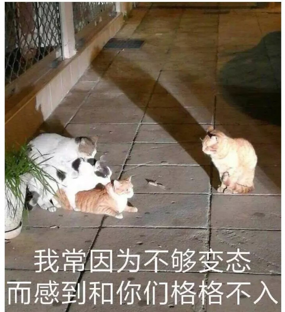 我常因为不够变态..