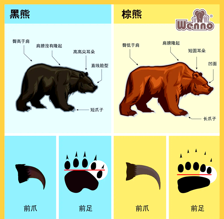 黑熊和棕熊