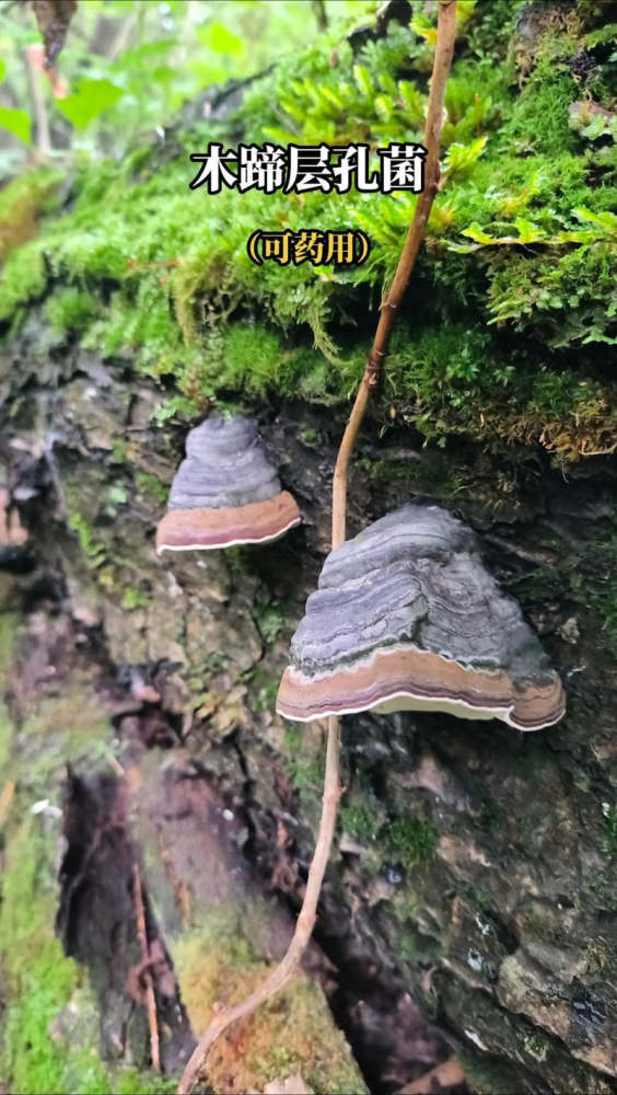 木蹄层孔菌