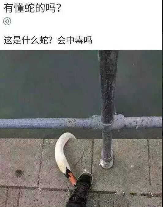 爽毒