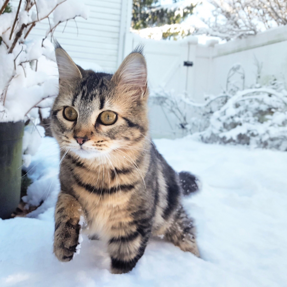 来点猫猫，图源网络