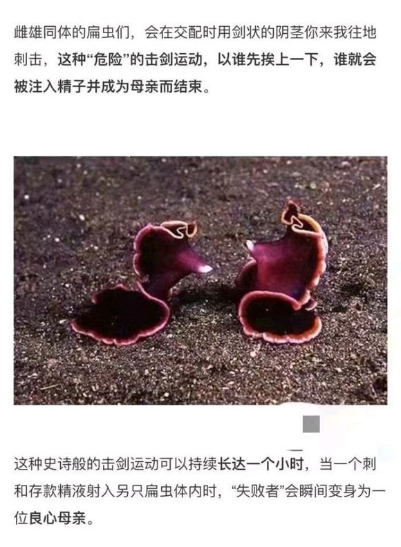 神奇的物种♂
