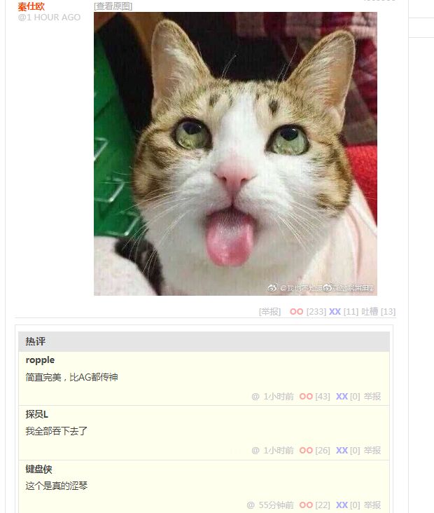 涩气的猫咪