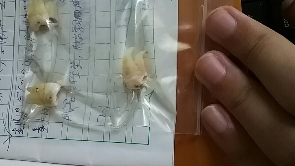 万恶之源【牙】