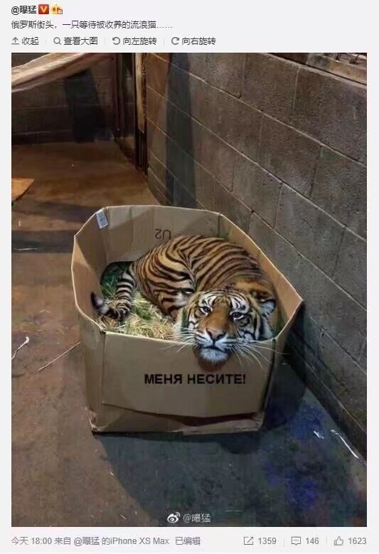 西伯利亚猫猫