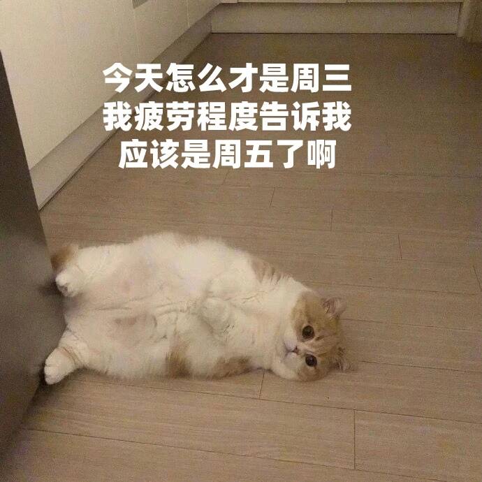 猫猫