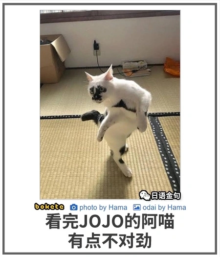 会JOJO立的猫
