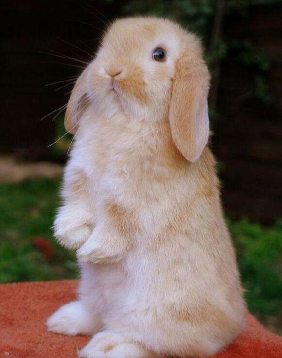 一年四季发情生命体