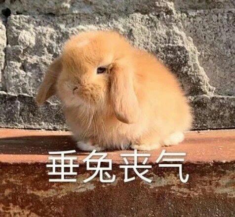 垂兔丧气